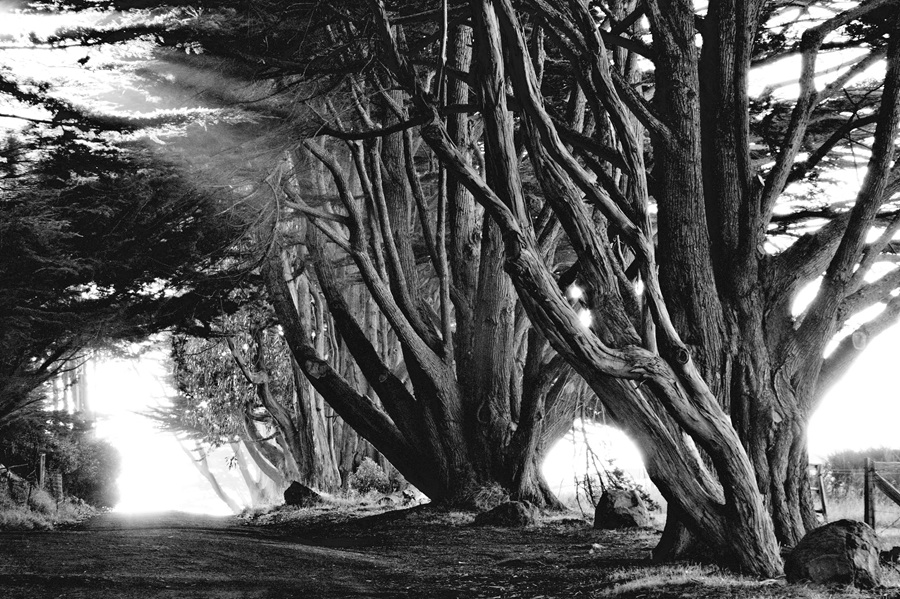 Monterey Cypress Trees photograph by Shayne Skower