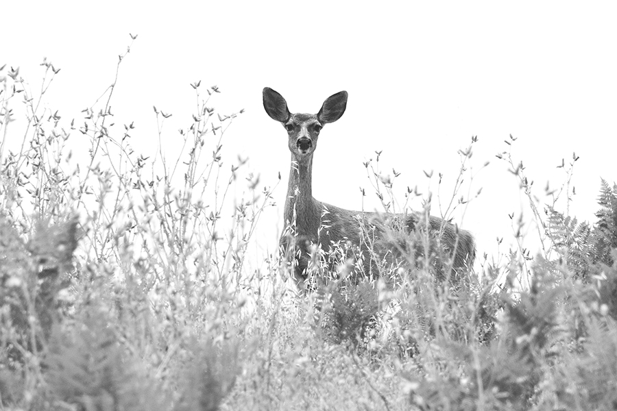 Deer portrait photograph by Shayne Skower