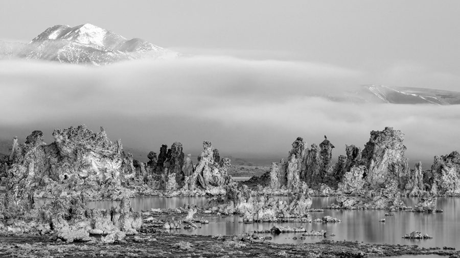 Mono Lake Great Horned Owl photograph by Shayne Skower