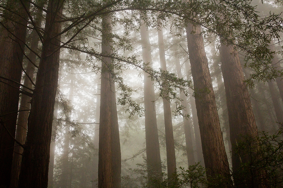 Natural Mystics exhibition photograph by Shayne Skower